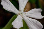 Sticky catchfly